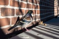 shadow of a pigeon on a brick wall, with graffiti in the background