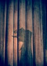 A shadow of pinocchio on the stage curtain Royalty Free Stock Photo