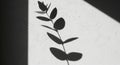 Shadow of a plant branch cast on a textured white wall. The branch features several oval leaves and Royalty Free Stock Photo