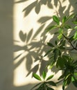 Shadow of Plant on Wall