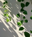 Shadow of Plant on Wall