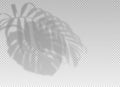 Shadow plant leaf overlay effect. Tropic leaves. Light from the window on palm leaves isolated on horizontal background Royalty Free Stock Photo