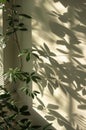 Shadow of a Plant on a Wall