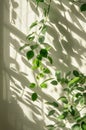 Shadow of a Plant on a Wall