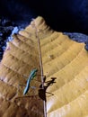 Shadow praying mantis on yelow fall leaf, at morning sun light
