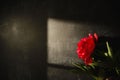 Shadow of a red peony Royalty Free Stock Photo