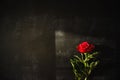 Shadow of a red peony by natural light Royalty Free Stock Photo