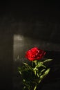 Shadow of a red peony by natural light from a window on black chalk slate background Royalty Free Stock Photo