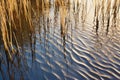 shadow of reeds in still wetland pool