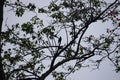 A Shadow or Silhouette of Bird Hidden in center of Branches and Leaves of Tree