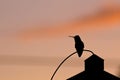 Shadow Silhouette of Hummingbird at Sunset Royalty Free Stock Photo