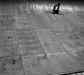 Skater shadow in skatepark california