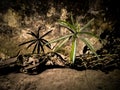 Shadow of a small plant in the night Royalty Free Stock Photo