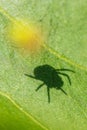 The shadow of a spider on a green leaf in the park Royalty Free Stock Photo
