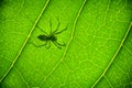Shadow Spider on a green leaf Royalty Free Stock Photo