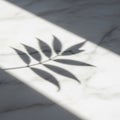 A shadow of a sprig with elongated leaves is cast on a smooth, light gray marble surface. The Royalty Free Stock Photo