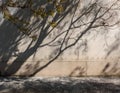 A shadow of swaying tree branches reflected on a weathered concrete wall emphasizing natural harmony Royalty Free Stock Photo