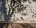 A shadow of swaying tree branches reflected on a weathered concrete wall emphasizing natural harmony Royalty Free Stock Photo