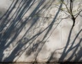 A shadow of swaying tree branches reflected on a weathered concrete wall emphasizing natural harmony Royalty Free Stock Photo