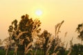 The shadow of the top of the grass and the beautiful light of the sunset