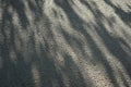 Shadow from a tree on the asphalt. Abstract gray grunge background. Royalty Free Stock Photo