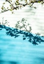 Shadow of tree through the blinds Royalty Free Stock Photo