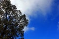 Shadow of tree with blue sky