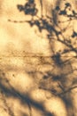 Concrete Wall. Grunge Texture Yellow Accent. Shadow from tree branches on a concrete wall