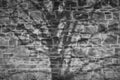 Shadow of tree branches on decorative stone wall. Black and white image. Royalty Free Stock Photo