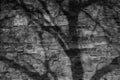 Black and white image. Shadow of tree branches on decorative stone wall. Royalty Free Stock Photo