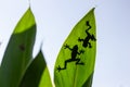 Shadow of a tree frog behind the leaves Royalty Free Stock Photo