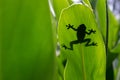 Shadow of a tree frog behind the leaves Royalty Free Stock Photo