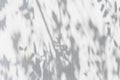 Shadow of tree leaves on white cement wall background Royalty Free Stock Photo