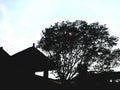 The shadow of the tree merges with the existing building