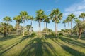 Shadow and tree palm Royalty Free Stock Photo