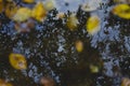 The shadow of the tree in the rain puddle Royalty Free Stock Photo