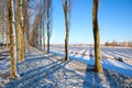 Shadow of tree rows on snow Royalty Free Stock Photo