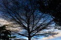 Shadow of the tree spring under the beautiful sky. Royalty Free Stock Photo