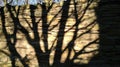 Shadow of a tree on a stone wall. Royalty Free Stock Photo