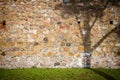 Shadow of a tree on a wall