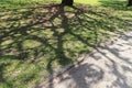 The shadow of tree in werribee park in melbourne,australia Royalty Free Stock Photo