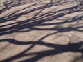 The shadow of the trees on the pavement, background Royalty Free Stock Photo