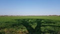 Shadow of trees on Spring Field