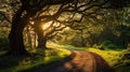 shadow trees and sun and path Royalty Free Stock Photo