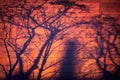 Shadow of trees on the wall, sunset sky Royalty Free Stock Photo