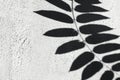 Shadow of the tropical leaves on a white wall. Summer concept with palm tree leaf. Creative copyspace Royalty Free Stock Photo