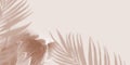 Shadow Tropical Palm leaves and Protea flower on light pastel Background. Creative copyspace banner. Unobtrusive