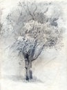 Tree. Pencil drawing on paper