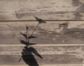 Shadow on a wooden wall from a hand holding a flower
