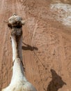 shadow of a Young boy at the age of 7 have to work in the tourist industry. He is holing the rein of the camel, Sharm El Sheikh,